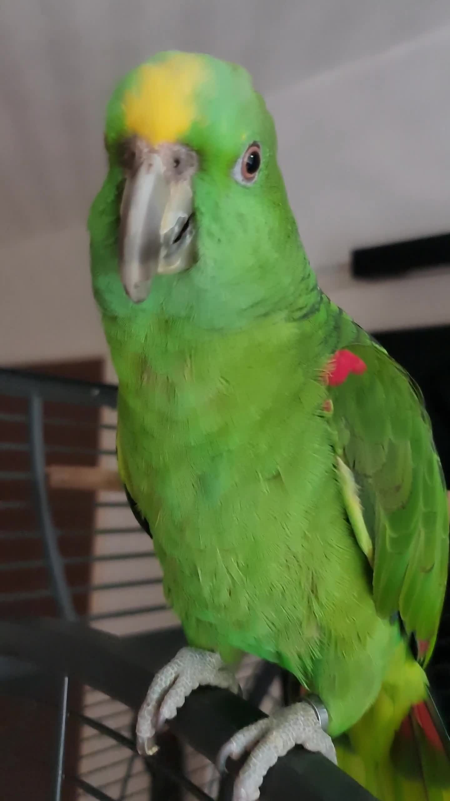 Parrots birds for sale: Tame Female Yellow Naped Amazon - Video 1