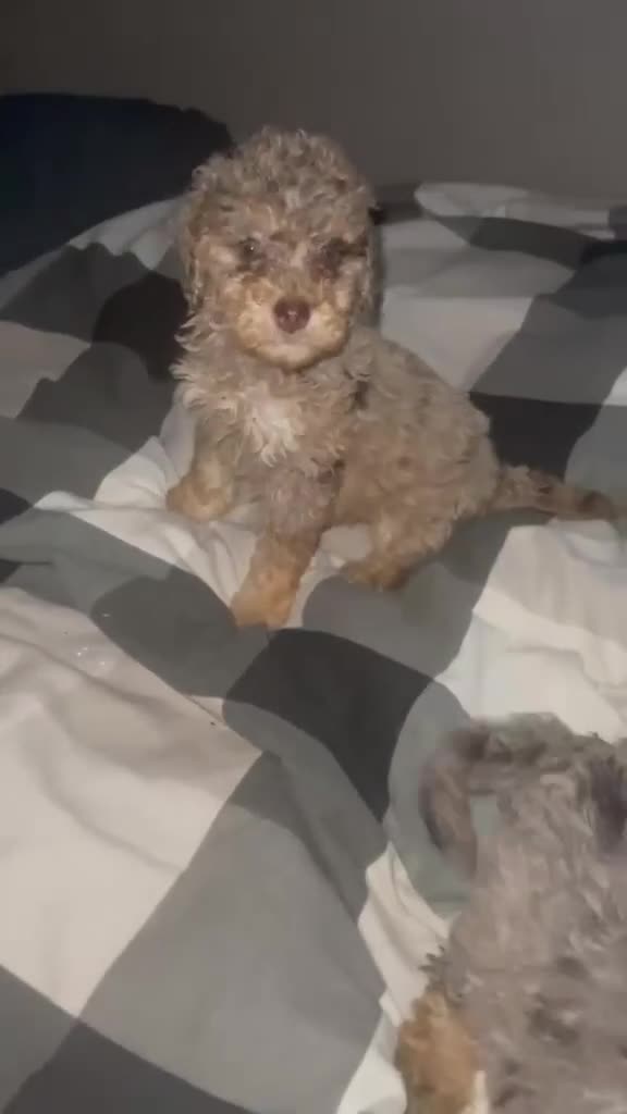 Cockapoo dogs for sale: Cockapoo puppies  - Video 2