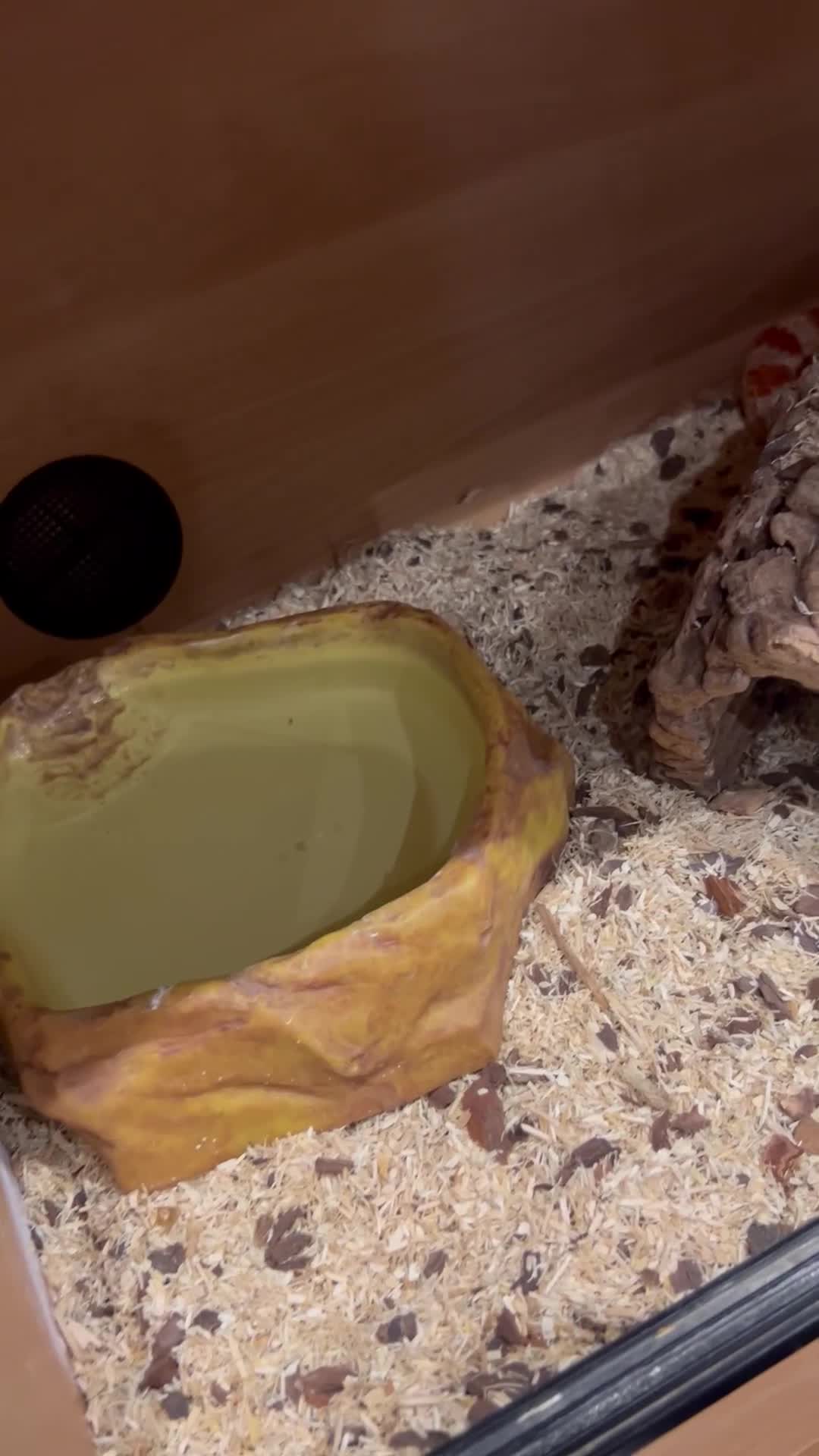 Corn Snake reptiles for sale: Corn snake  - Video 1