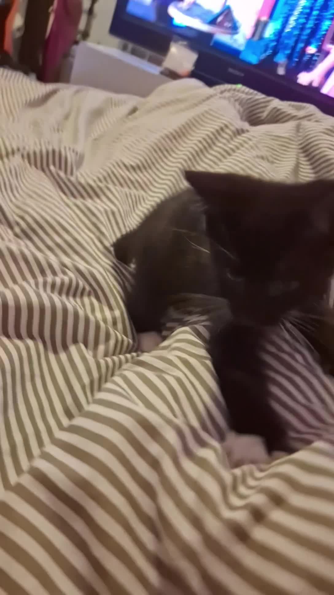 Maine Coon cats for sale: Maincoon x - Video 2