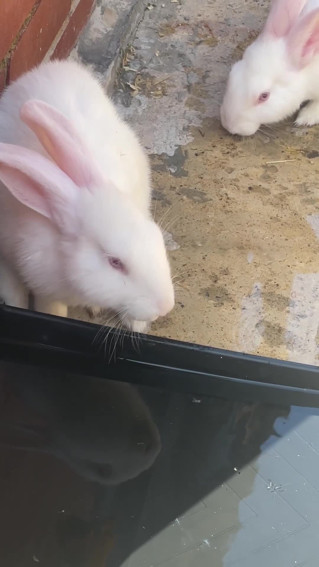 New Zealand rabbits for sale: White Albino New Zealand’s for sale  in Dewsbury - Video 2
