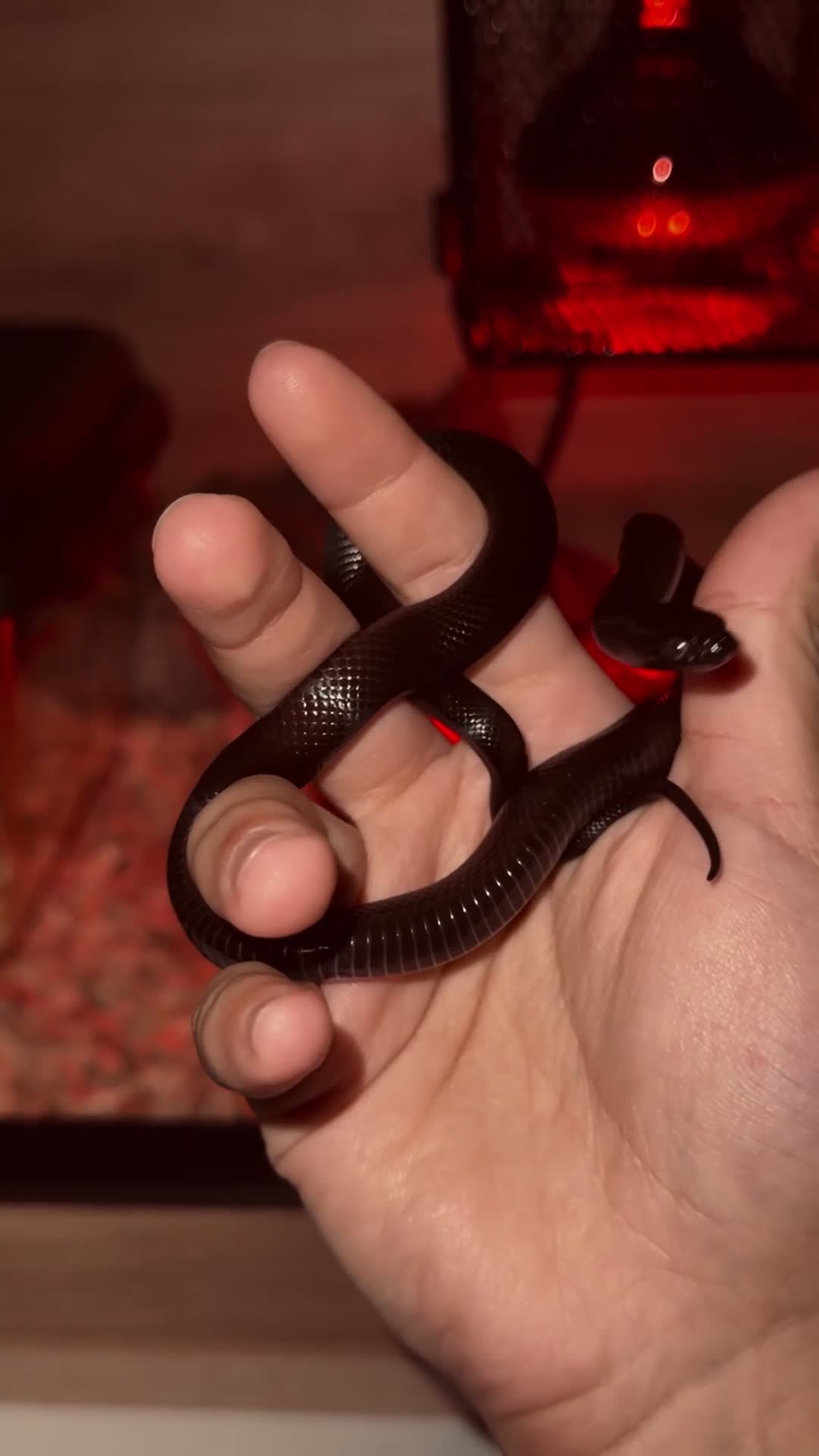 King Snake reptiles for sale: MBK Snake (Male) - Video 1