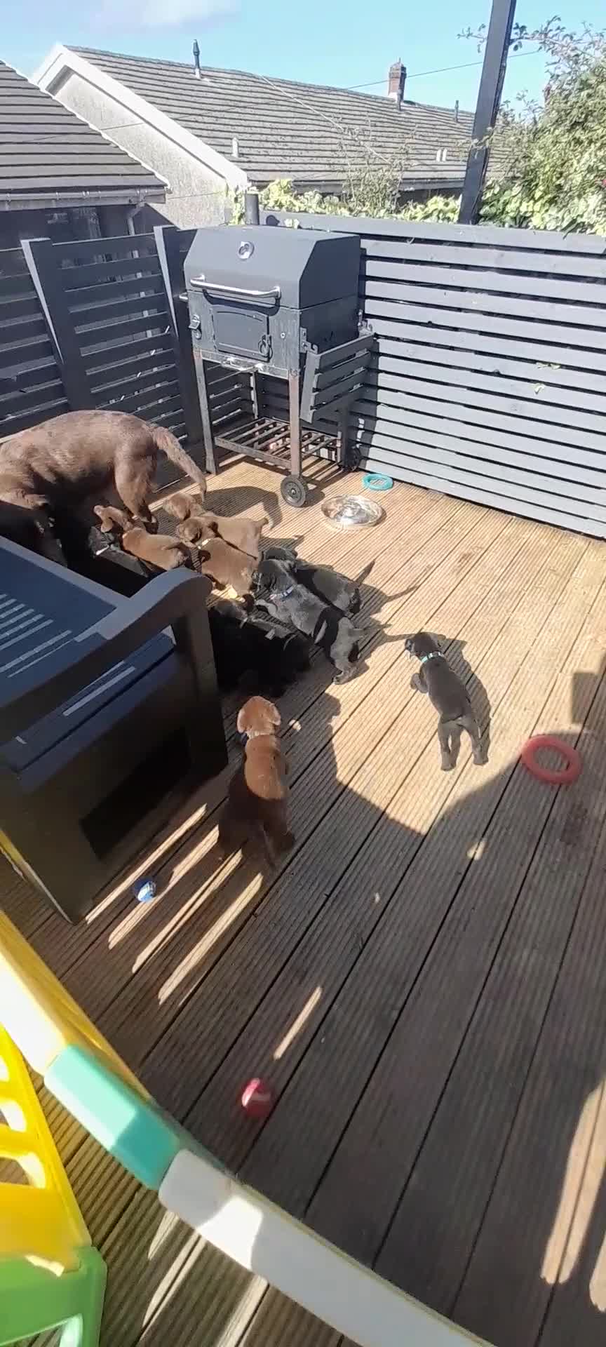 Labrador Retriever dogs for sale: READY NOW. LABRADOR PUPPIES. HEALTH CHECKS DONE  - Video 1