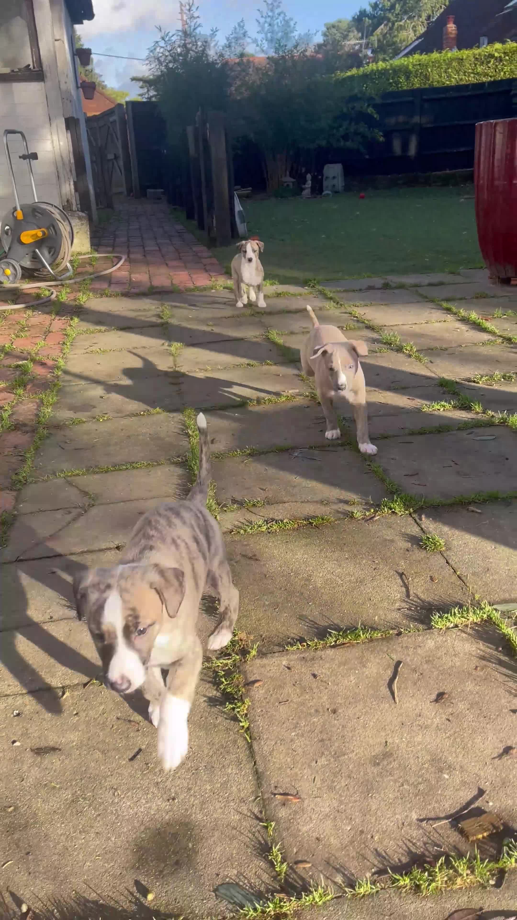 Whippet dogs for sale: Adorable kennel Club registered little Girl  - Video 1