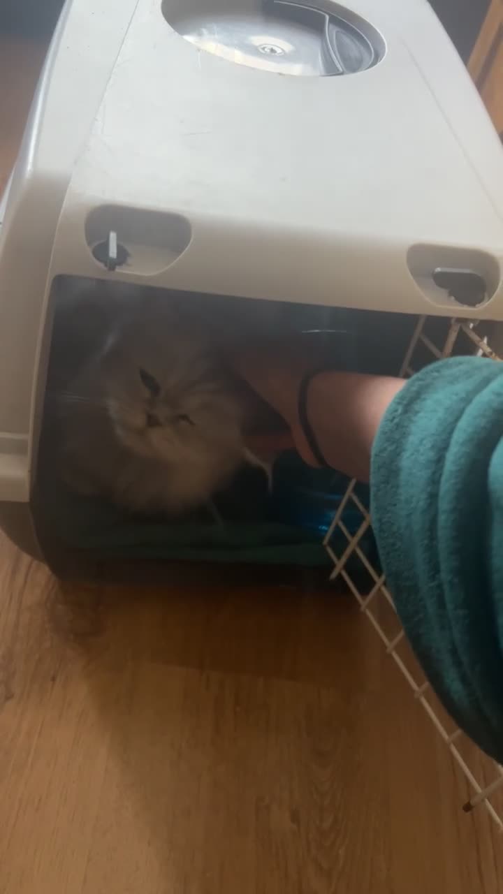 Scottish Fold cats for sale: Scottish Straight  - Video 1