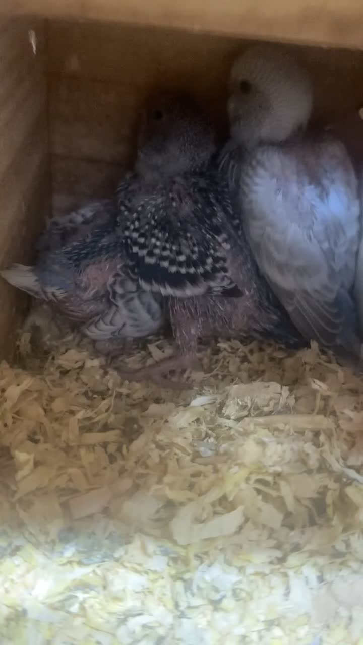 Budgerigars birds for sale: Semi Tamed Baby Budgies for sale  - Video 1
