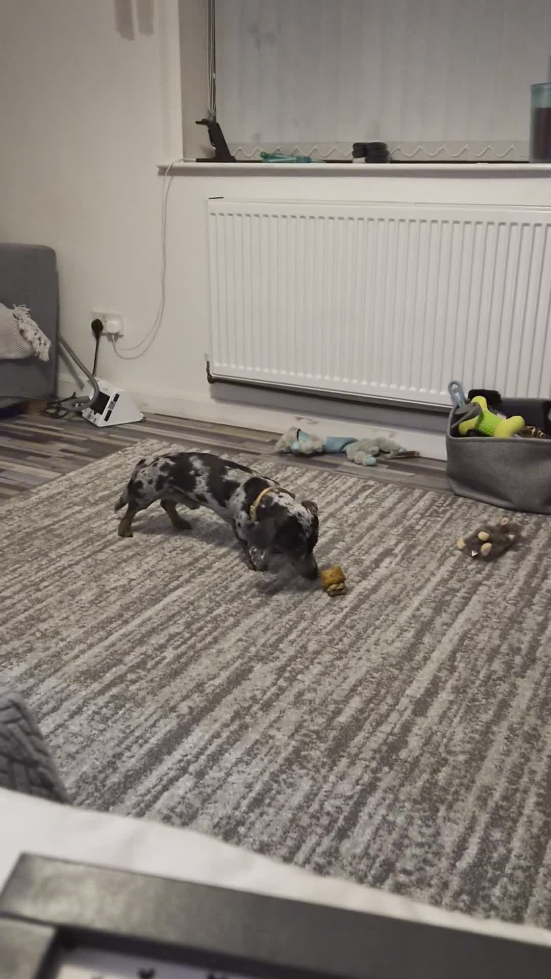 Miniature Dachshund dogs for sale: Sad Sale..please no judgement. - Video 2
