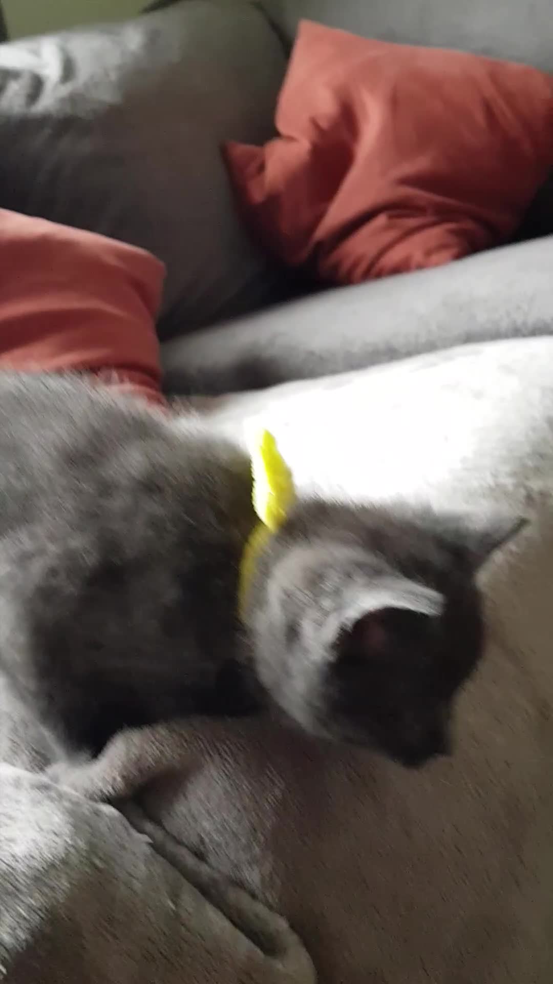 Mixed Breed cats for sale: Grey kittens  - Video 1