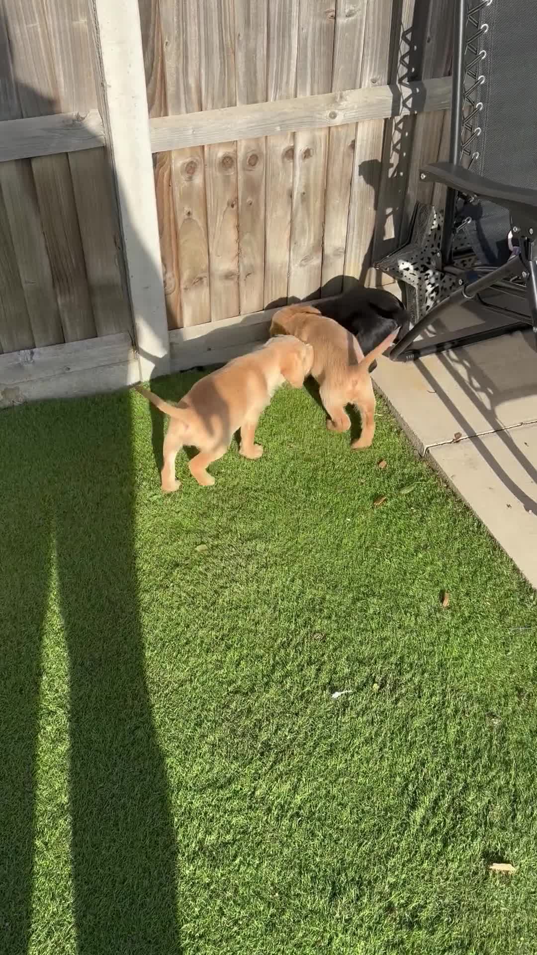 Mixed Breed dogs for sale: Beautiful unique puppies last girl left  - Video 2