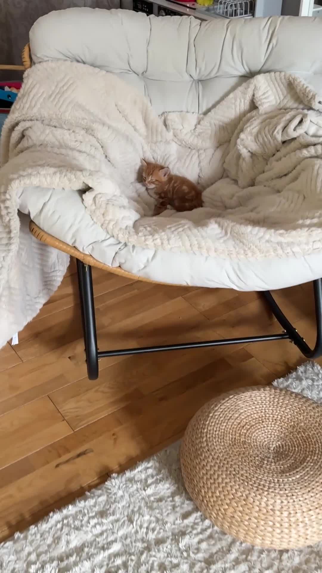 Mixed Breed cats for sale: Mixed breed persian Kitten in Leeds - Video 1