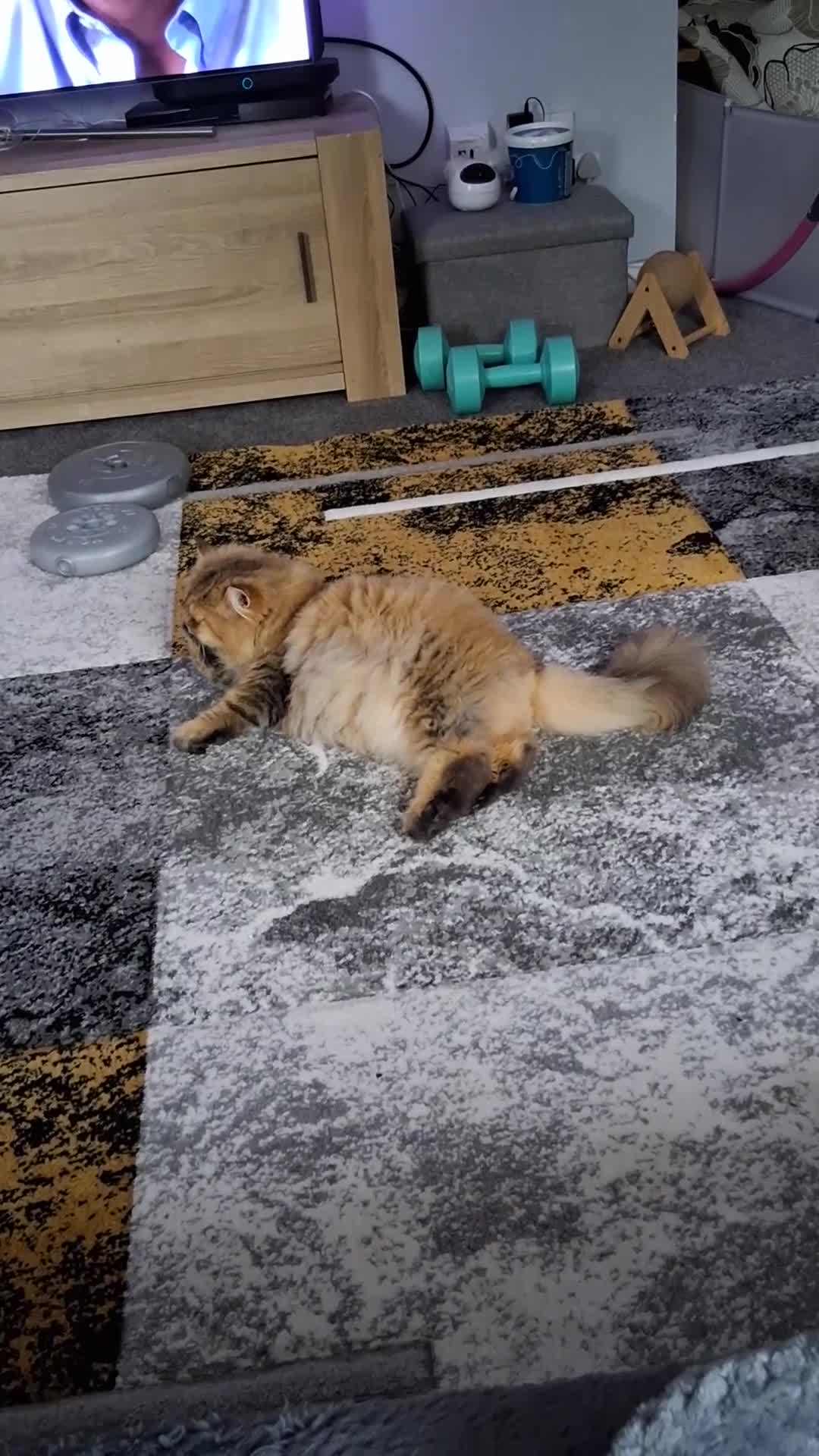 Persian cats for sale: Adorable pure Persian  - Video 1