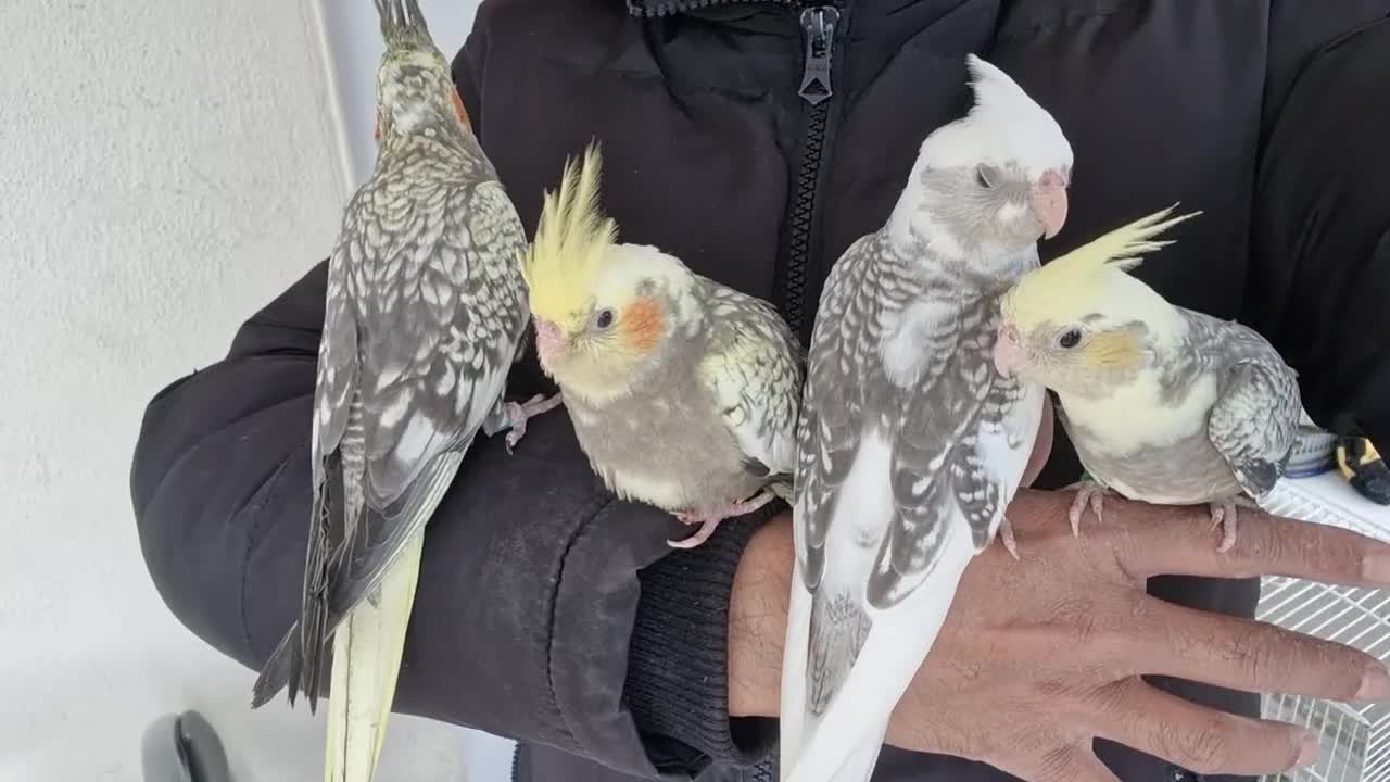 Cockatiels birds for sale: Super hand tamed baby cockatiels  - Video 3