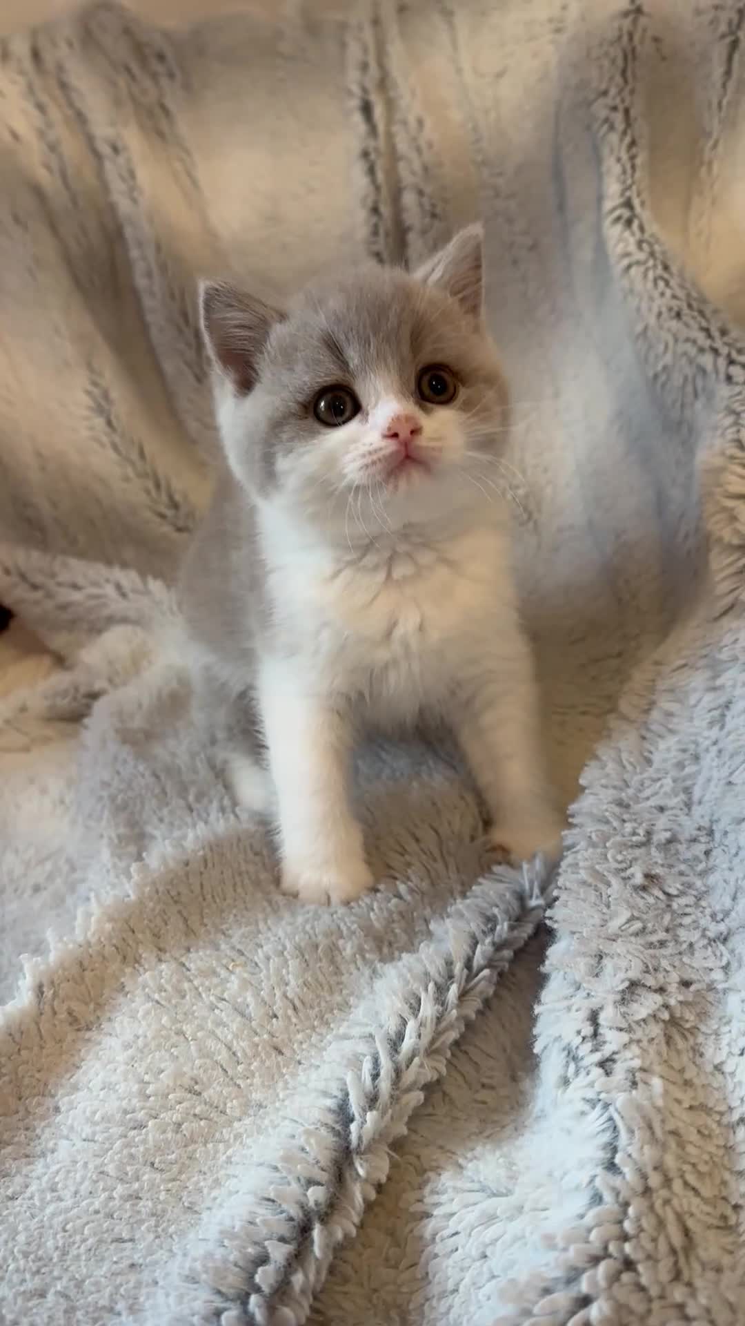 British Shorthair cats for sale: TICA registered BSH &BLH kittens  in Crewe - Video 2
