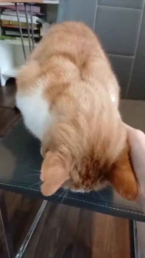 Mixed Breed cats for sale: Ginger Tom Cat age 8  - Video 1