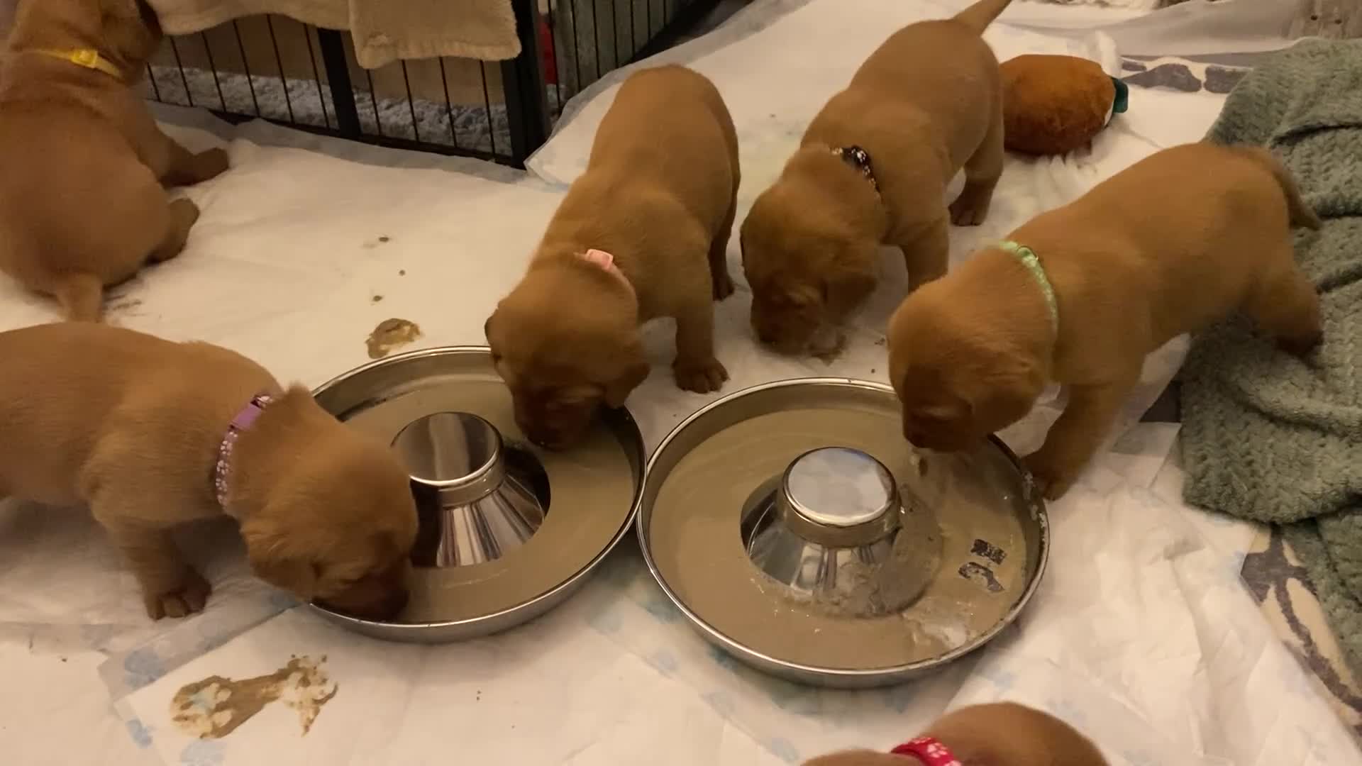 Labrador Retriever dogs for sale: Beautiful Fox Red Labrador KC Reg Puppies  - Video 1
