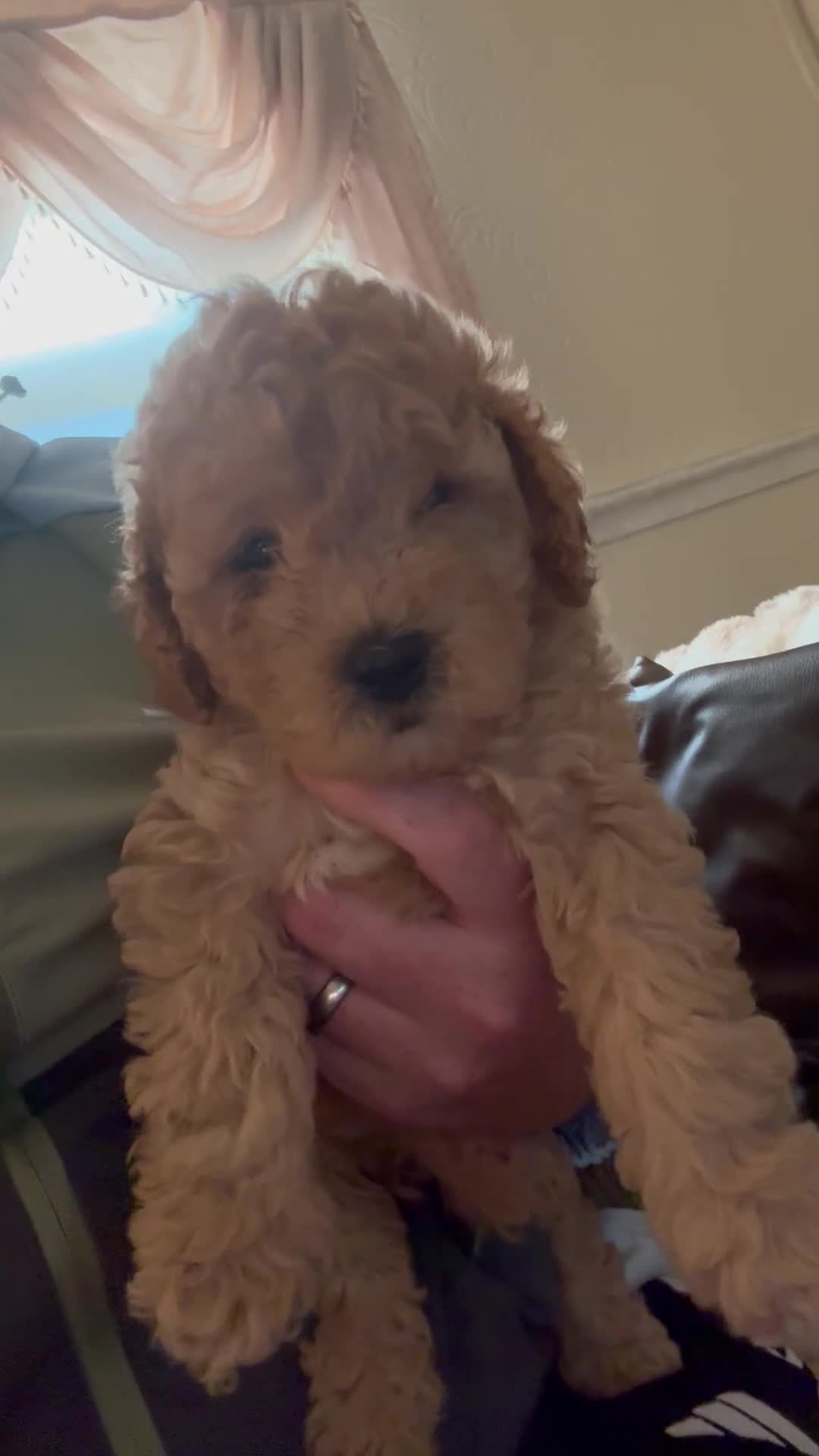 Cockapoo dogs for sale: Beautiful F1B in Porth - Video 2