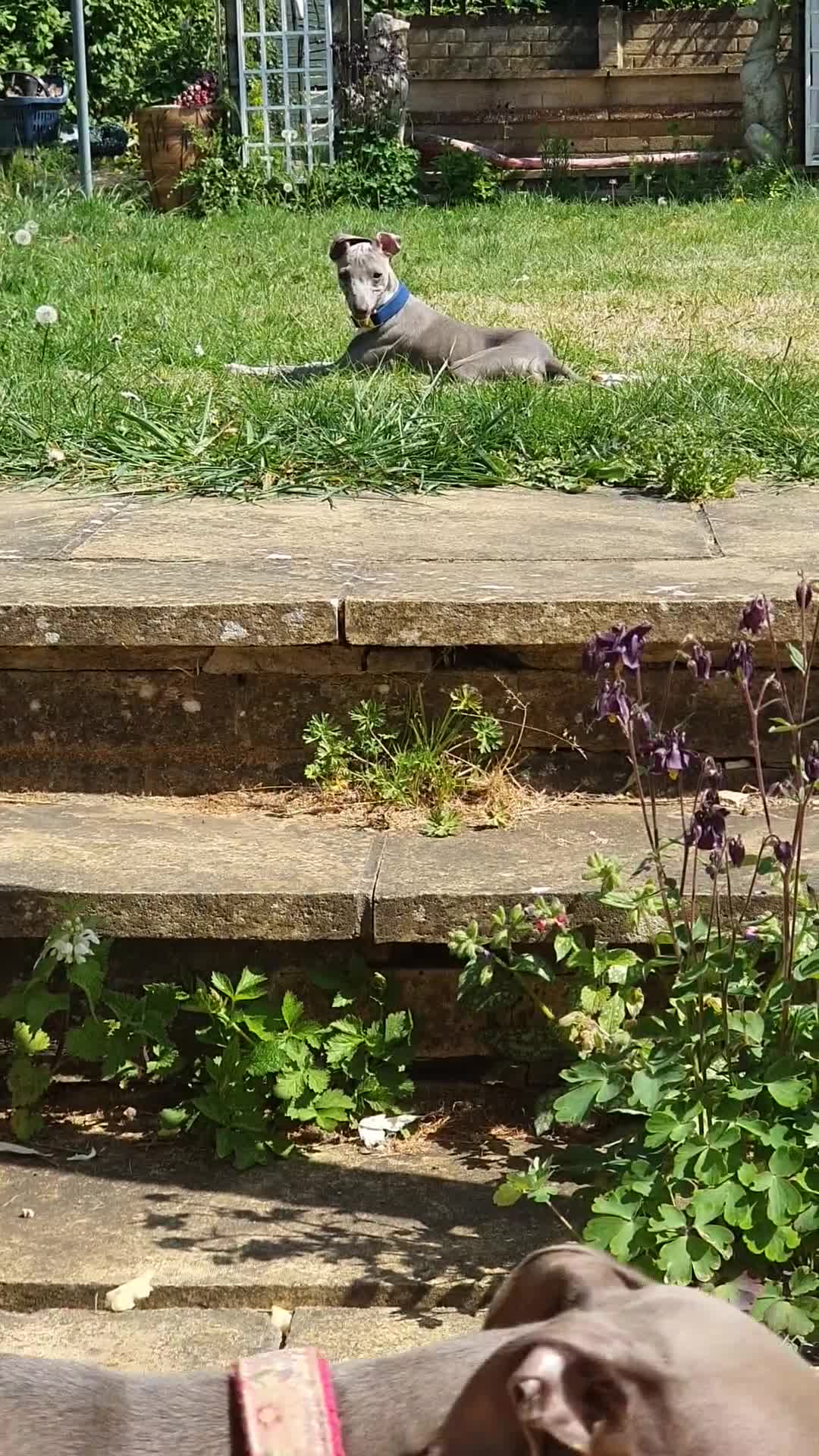 Italian Greyhound dogs for sale: Blue boy italian greyhound 7 months old - Video 2