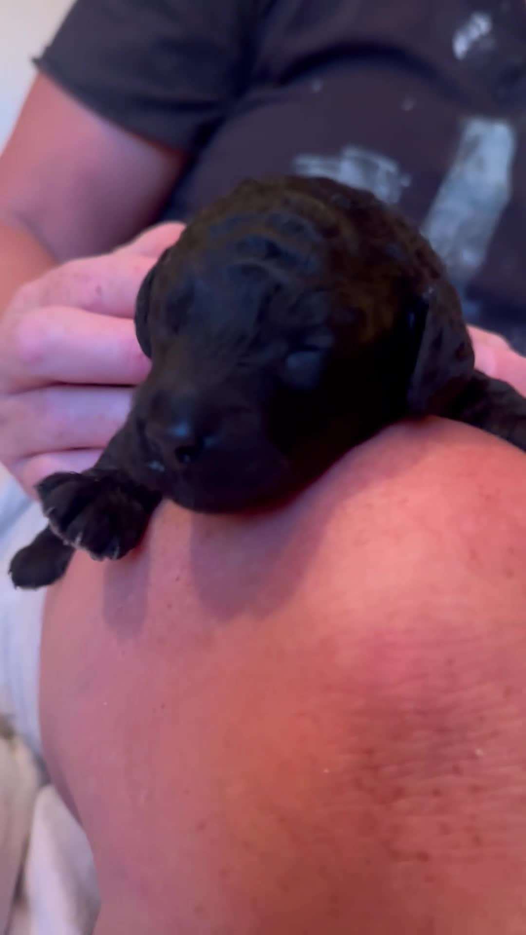 Mixed Breed dogs for sale: Puppies born! 2 remaining available  - Video 3