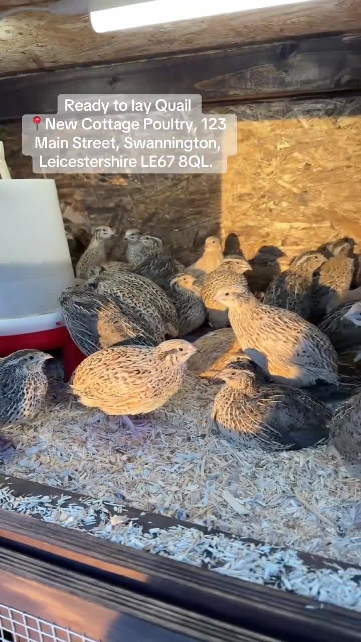 Quail poultry for sale: Female Quail ready to lay  - Video 1