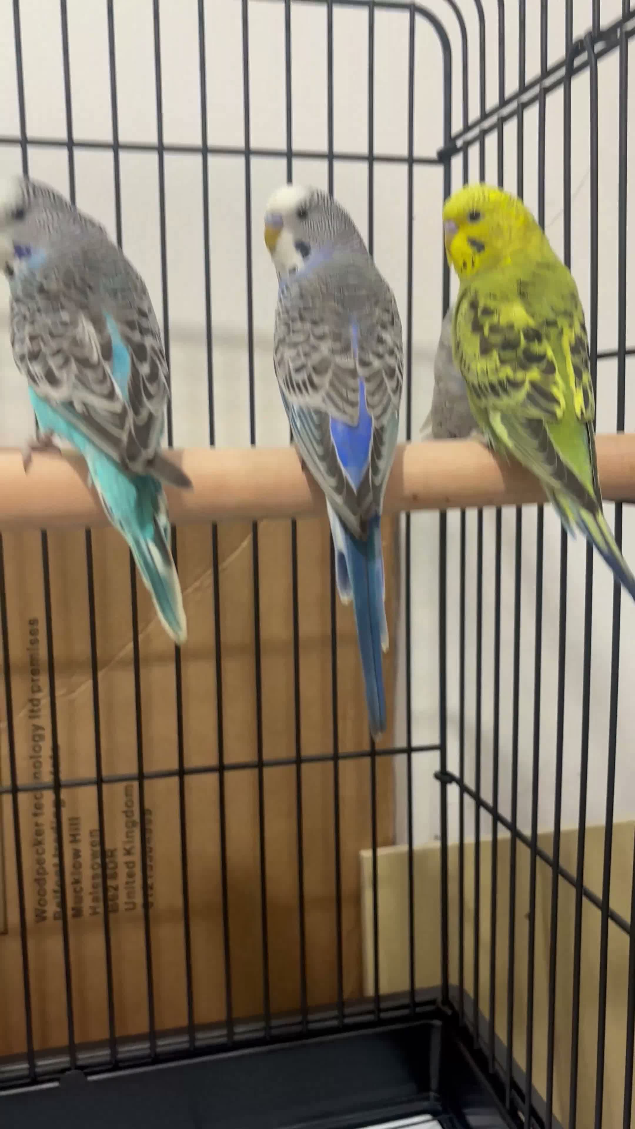 Budgerigars birds for sale: Baby Budgies available £75 a pair - Video 1