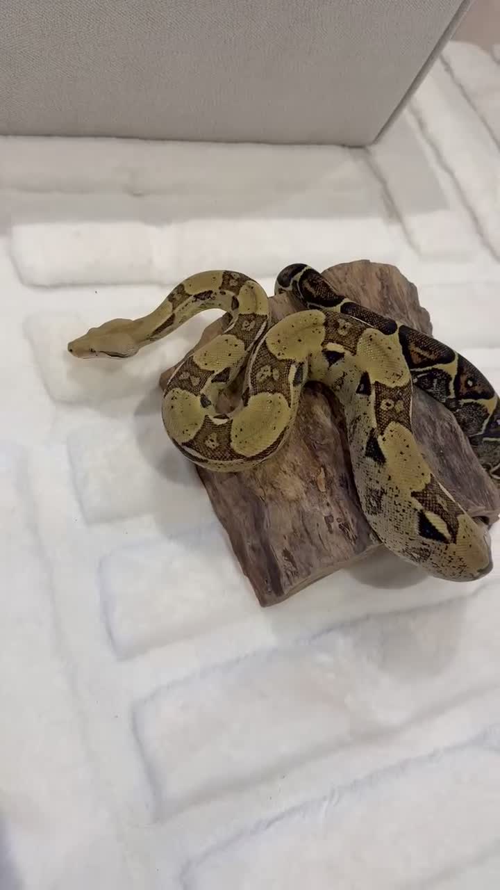 Boa Snake reptiles for sale: Boa constrictor and Vivarium for sale - Video 1
