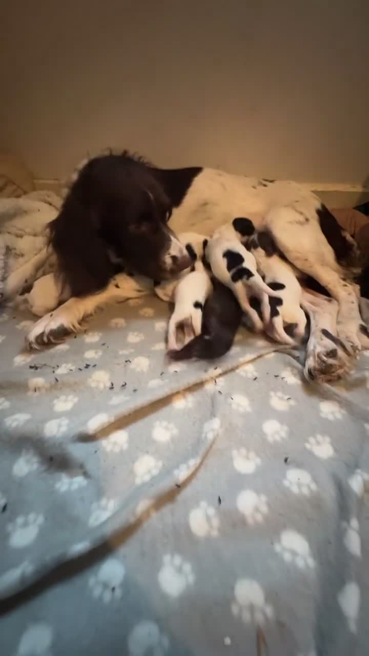 Sprocker dogs for sale: READY THIS WEEK🐶🏡 - Video 3