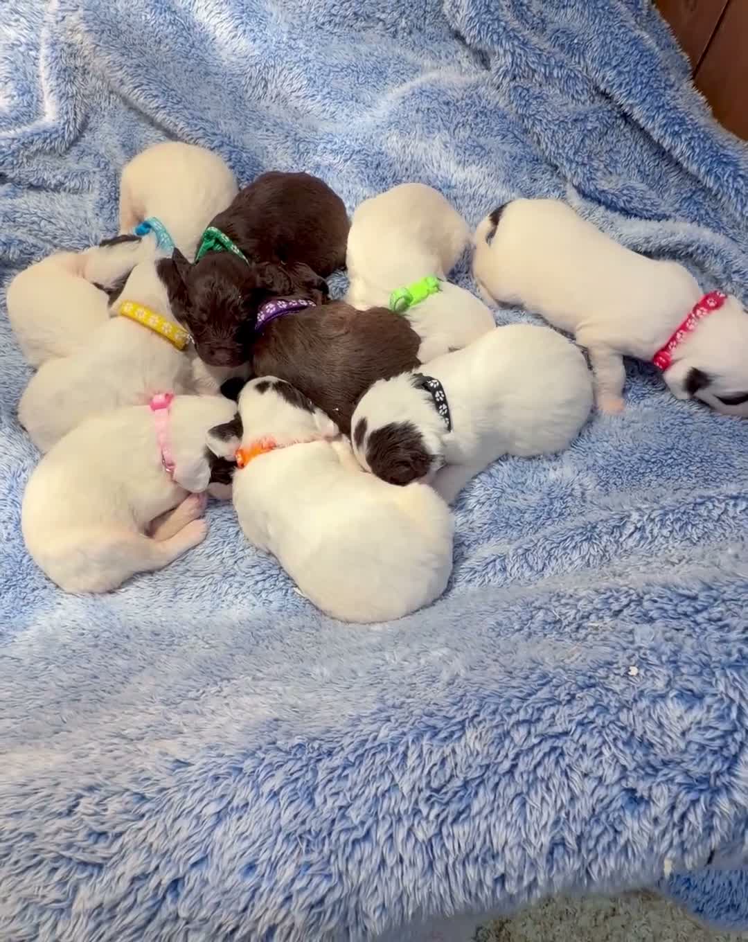 Sproodle dogs for sale: Sproodle puppies from experienced, licensed breedr - Video 1