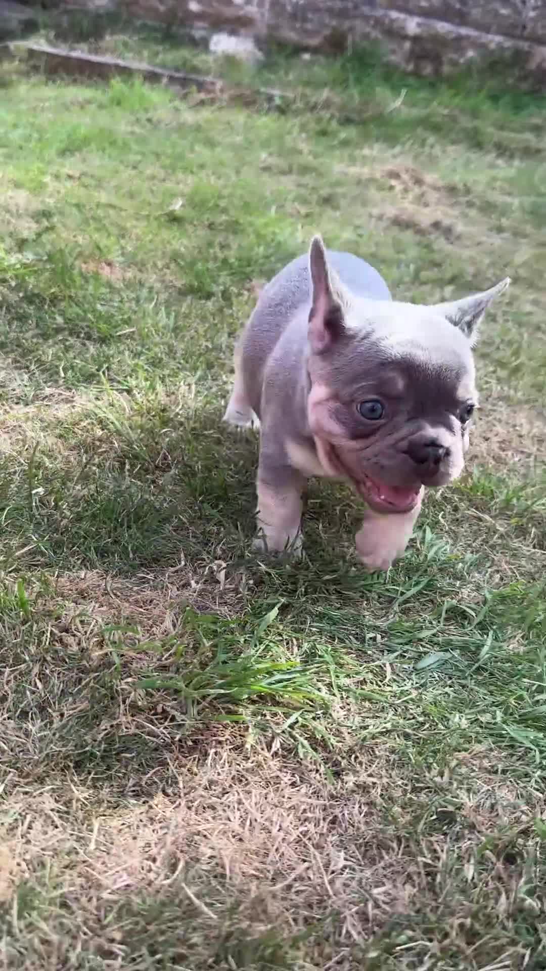 French Bulldog dogs for sale: KC registered French Bulldog puppies. READY 31/8 - Video 4