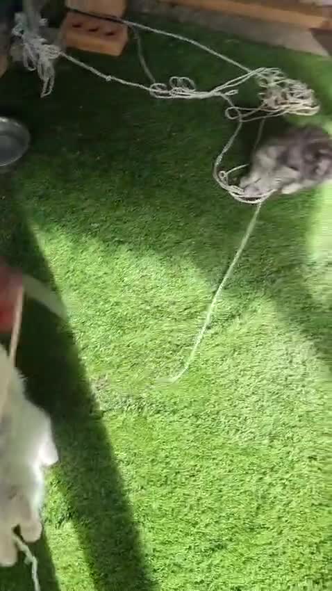 Maine Coon cats for sale: Tica registered kitten - Video 1
