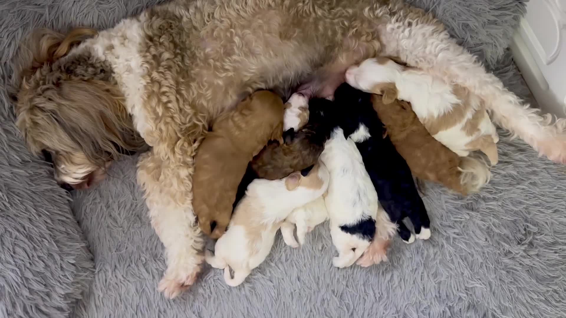 Mixed Breed dogs for sale:  Fab❤️Ttoodle Tibetan terrier x Miniature Poodle - Video 1