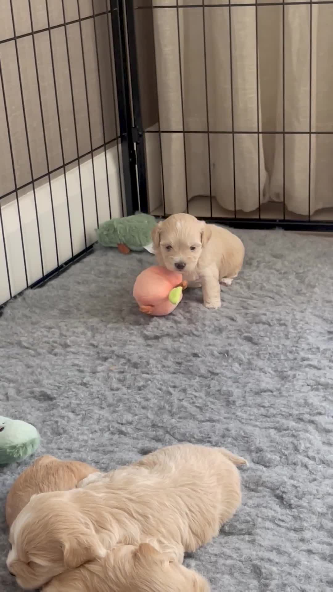 Maltipoo dogs for sale: Exceptional Korean Maltipoo Puppies - Video 3