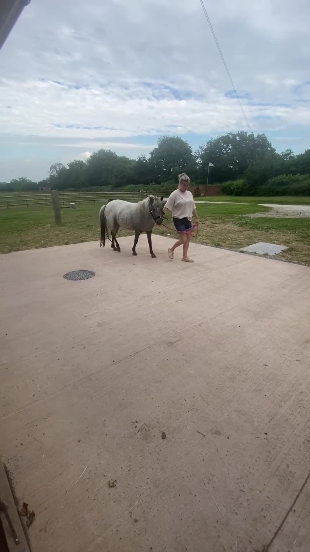 Appaloosa horses for sale: 4 yr old, project pony / lead rein  - Video 4