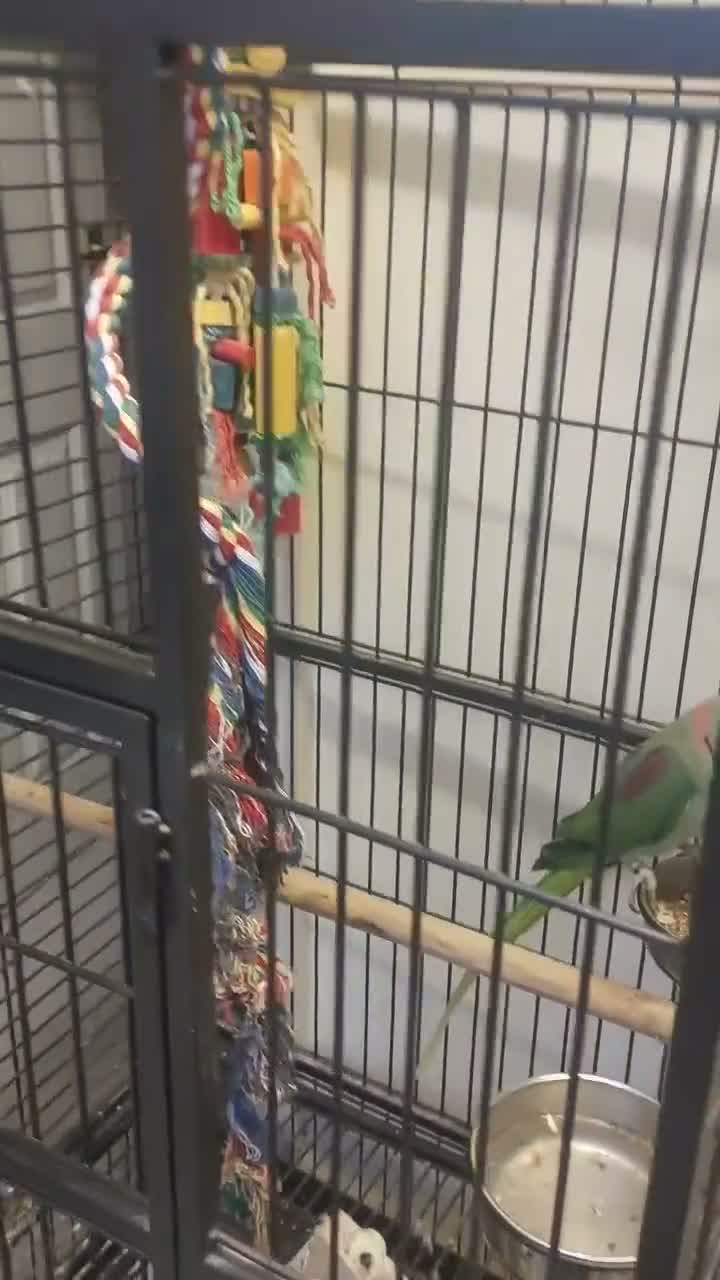 Parrots birds for sale: Alexandrine parrot  - Video 1
