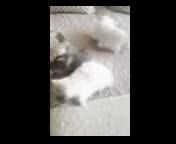 Exotic cats for sale: Exotic Persian kittens - Video 1