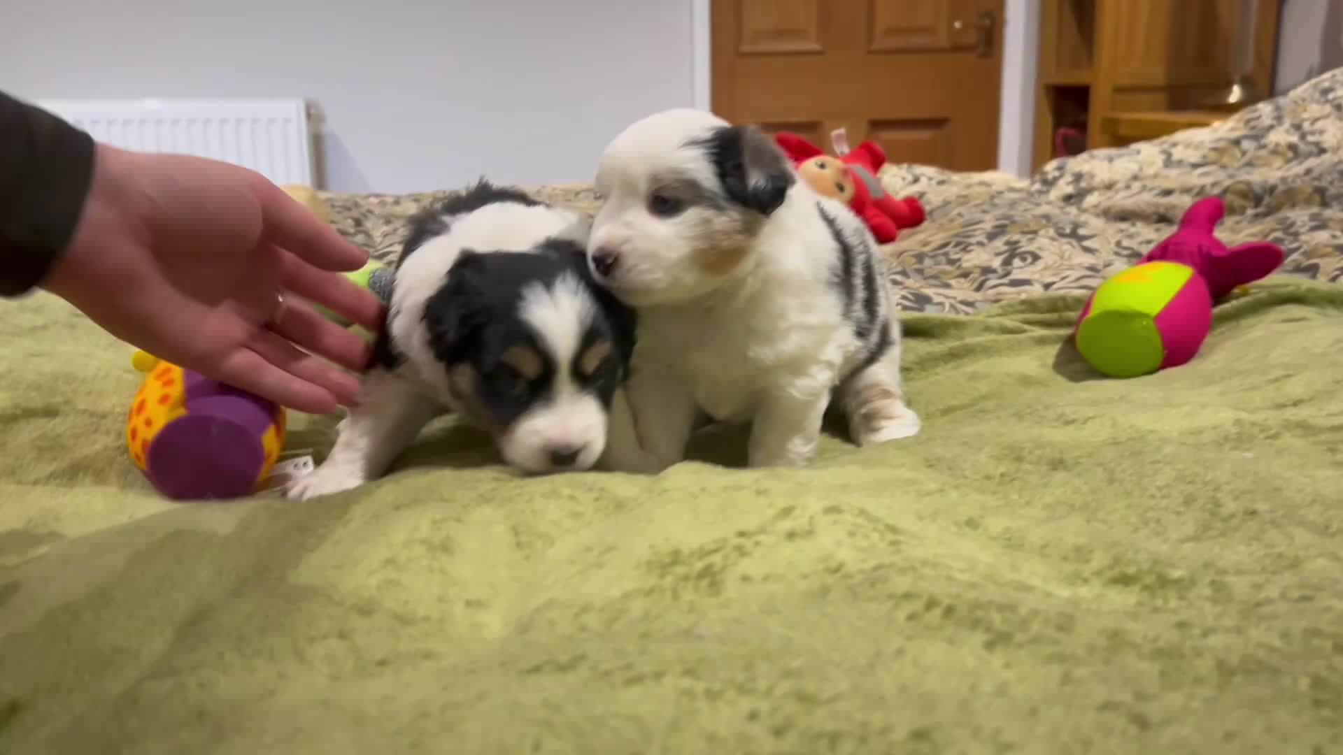 Australian Shepherd dogs for sale: Rare Mini Australian Shepherd puppies- show line. - Video 1