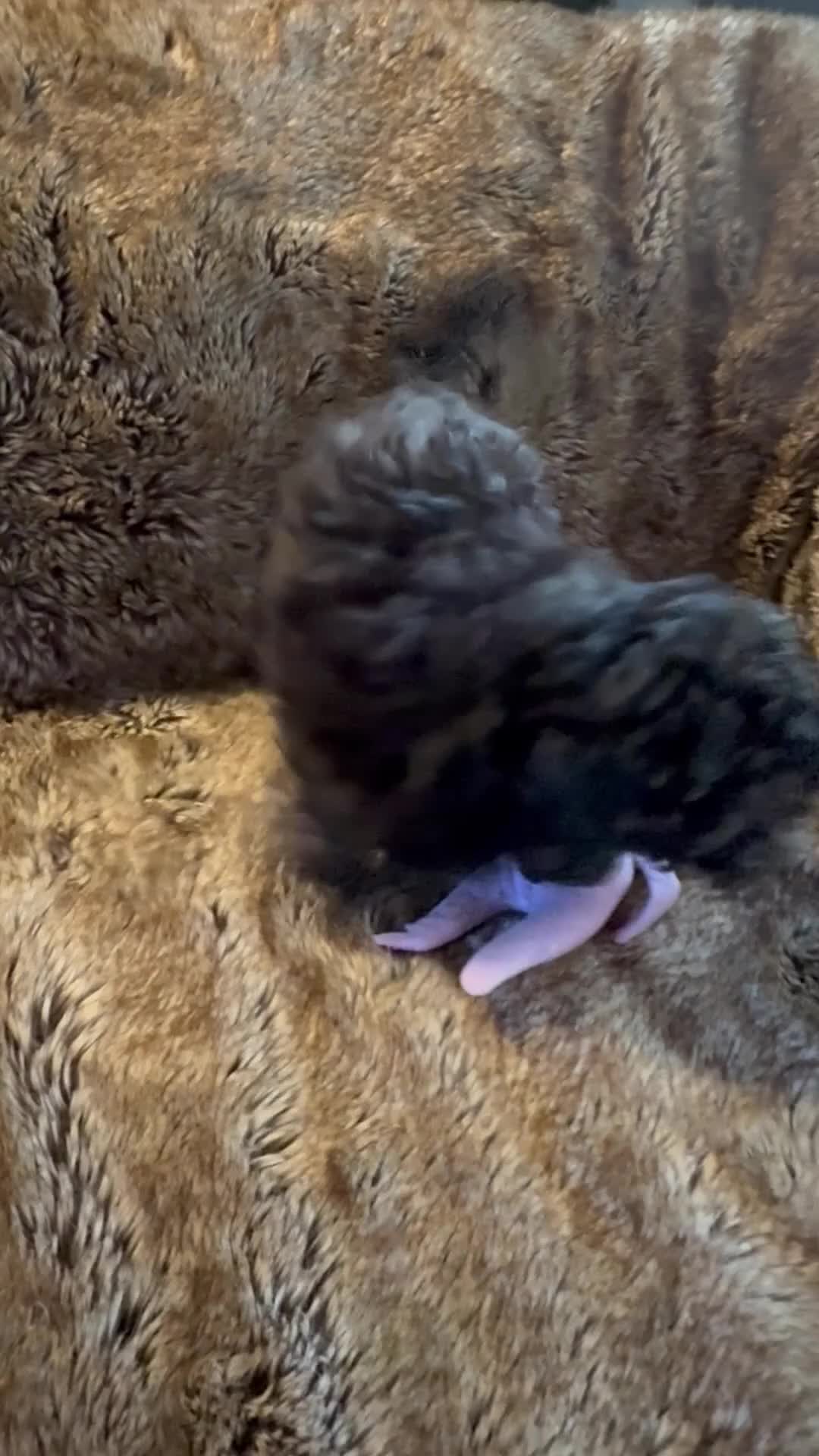 Mixed Breed dogs for sale: ✨ Outstanding Miniature Poodle Puppies for Sale ✨ - Video 2