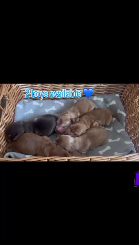 Cocker Spaniel dogs for sale: KC reg show cocker spaniels  - Video 1