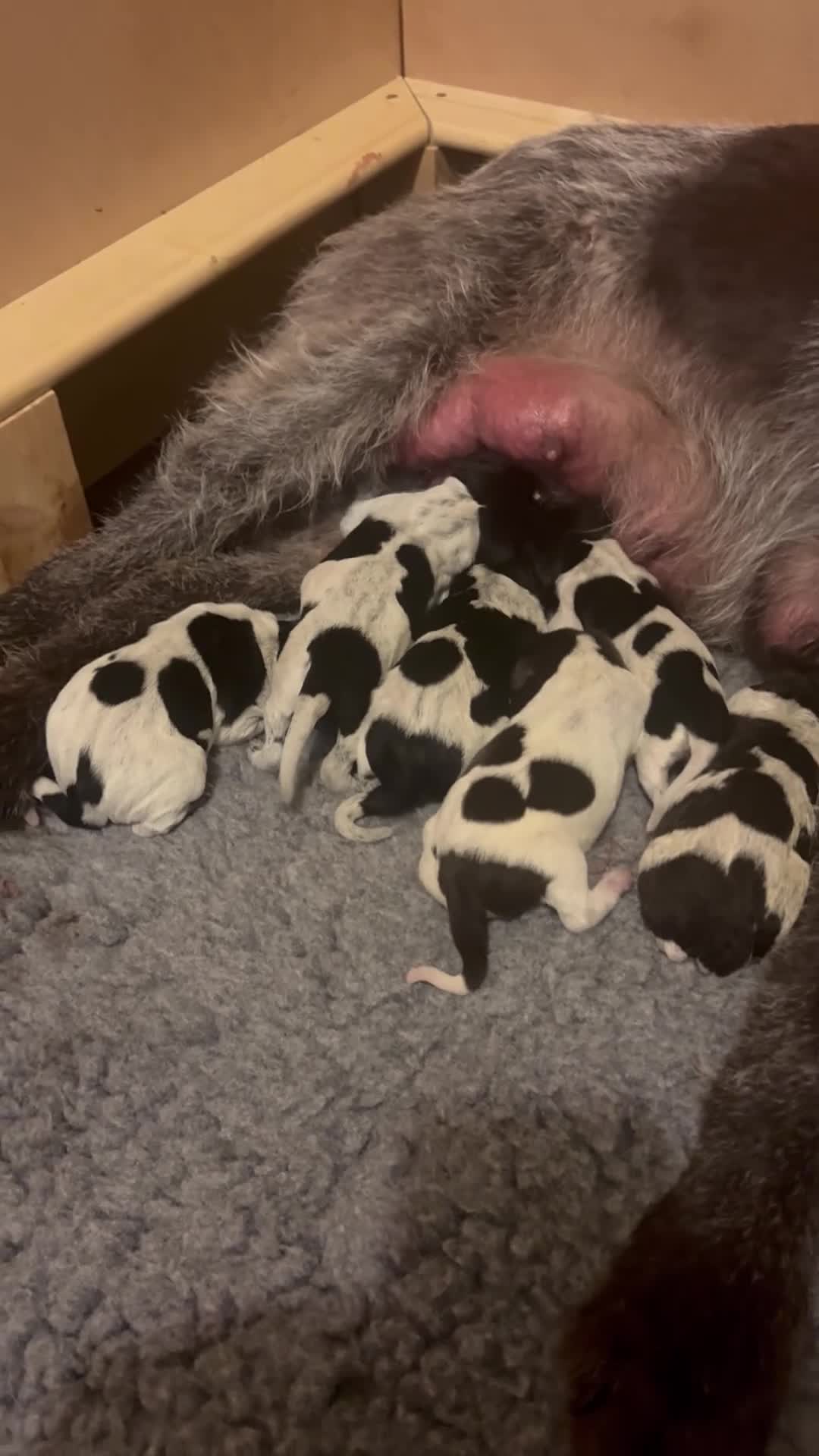 German Wirehaired Pointer dogs for sale: KC GWP Pups - Video 1