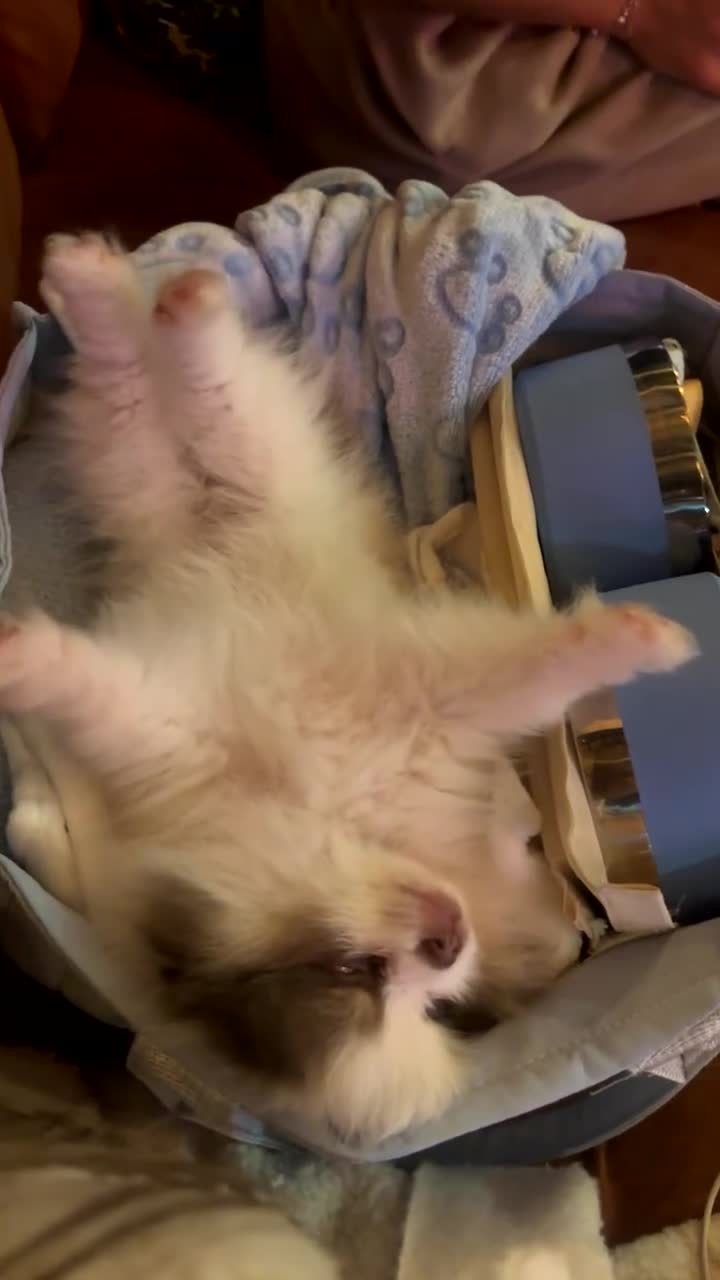 Pomeranian dogs for sale: Everest - Video 1