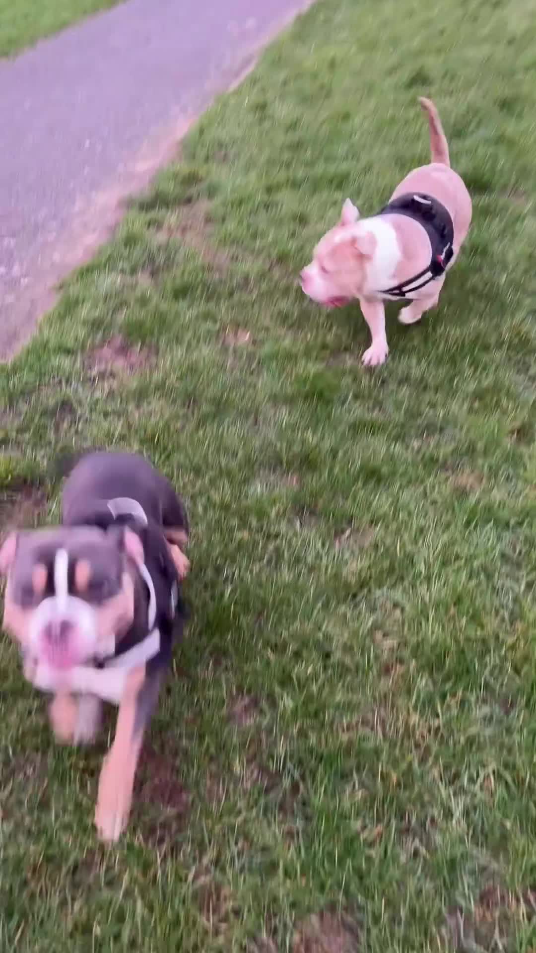 American Bully dogs for sale: Incoming Pocket Bully Puppies! 🐾 - Video 2