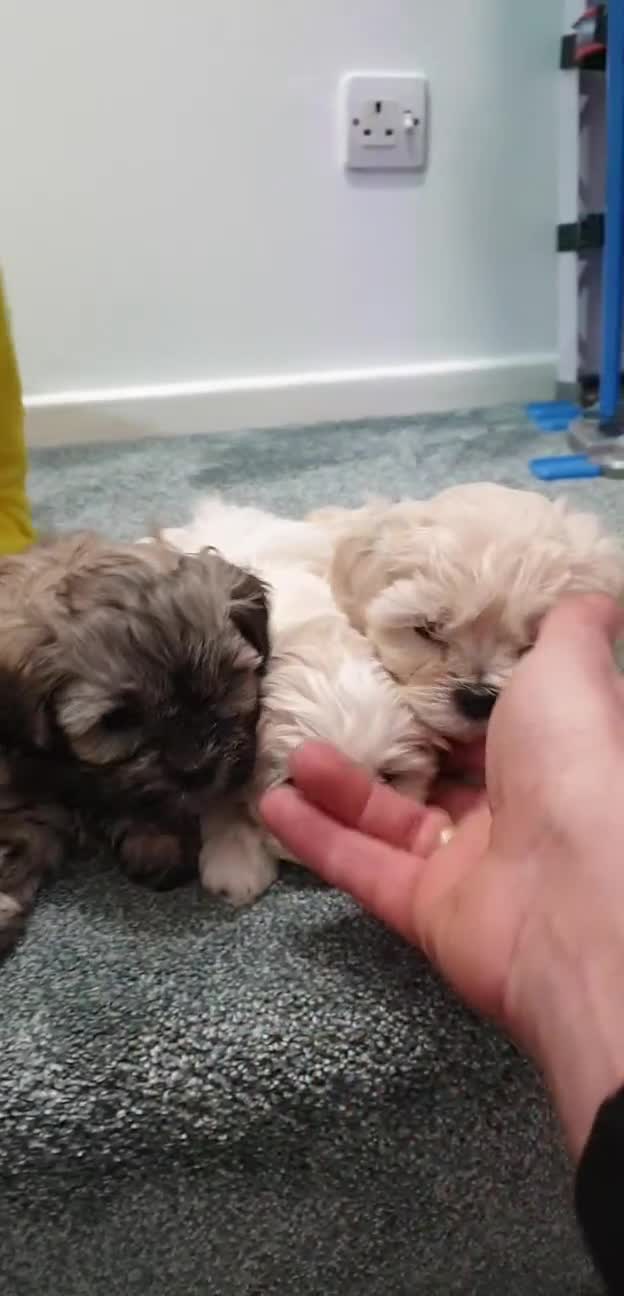 Bichon Frise dogs for sale: 6 bishon frezze ready for new home. - Video 4