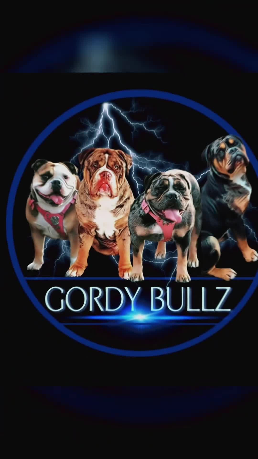 Olde English Bulldogge dogs for sale: Beautiful olde english Bulldogge pups  - Video 1