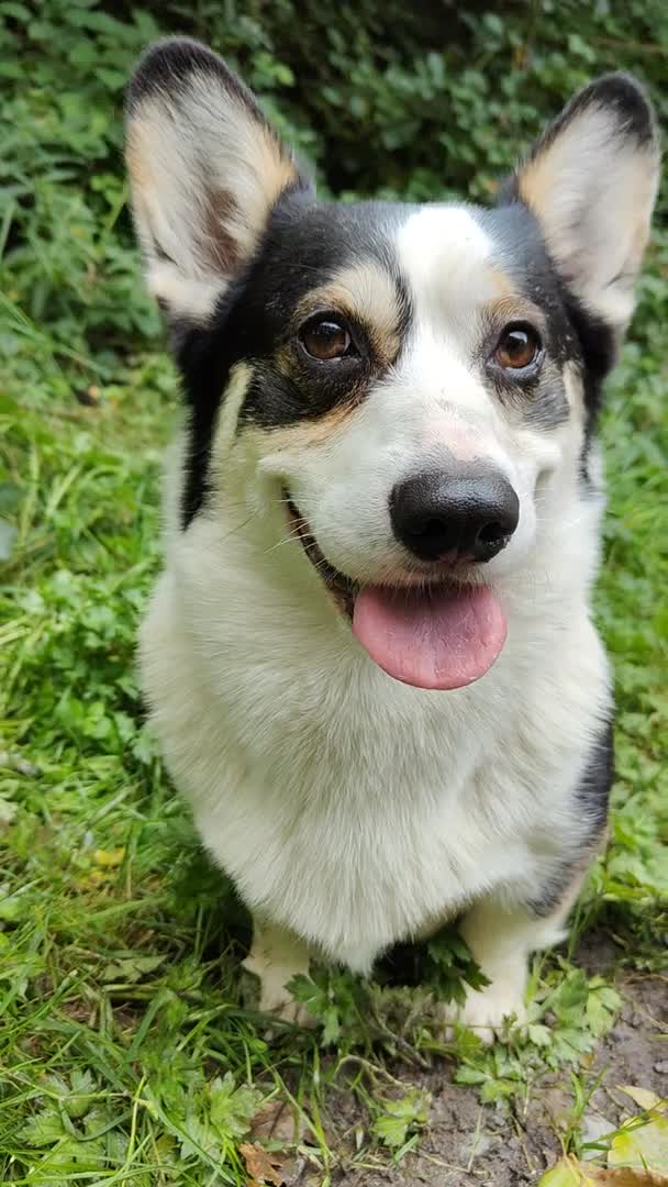 Welsh Corgi Pembroke dogs for stud: Beautiful Tri Boy for Stud in Meifod - Video 1