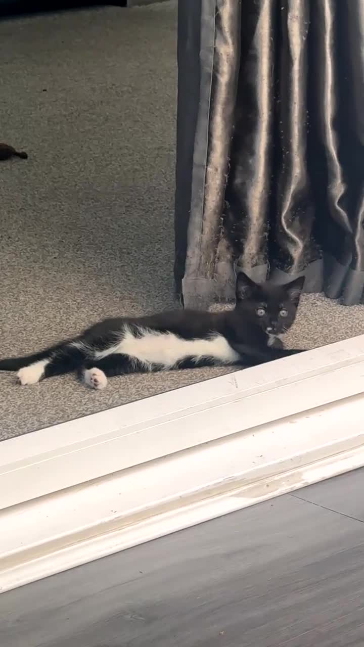 Mixed Breed cats for sale: Male kitten  - Video 2