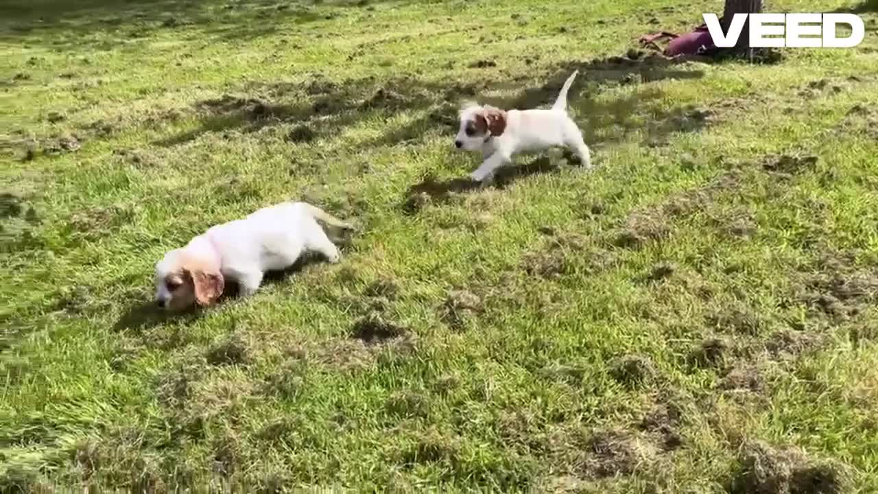 Cockalier dogs for sale: Cockalier cuties 🌸🌸 - Video 1