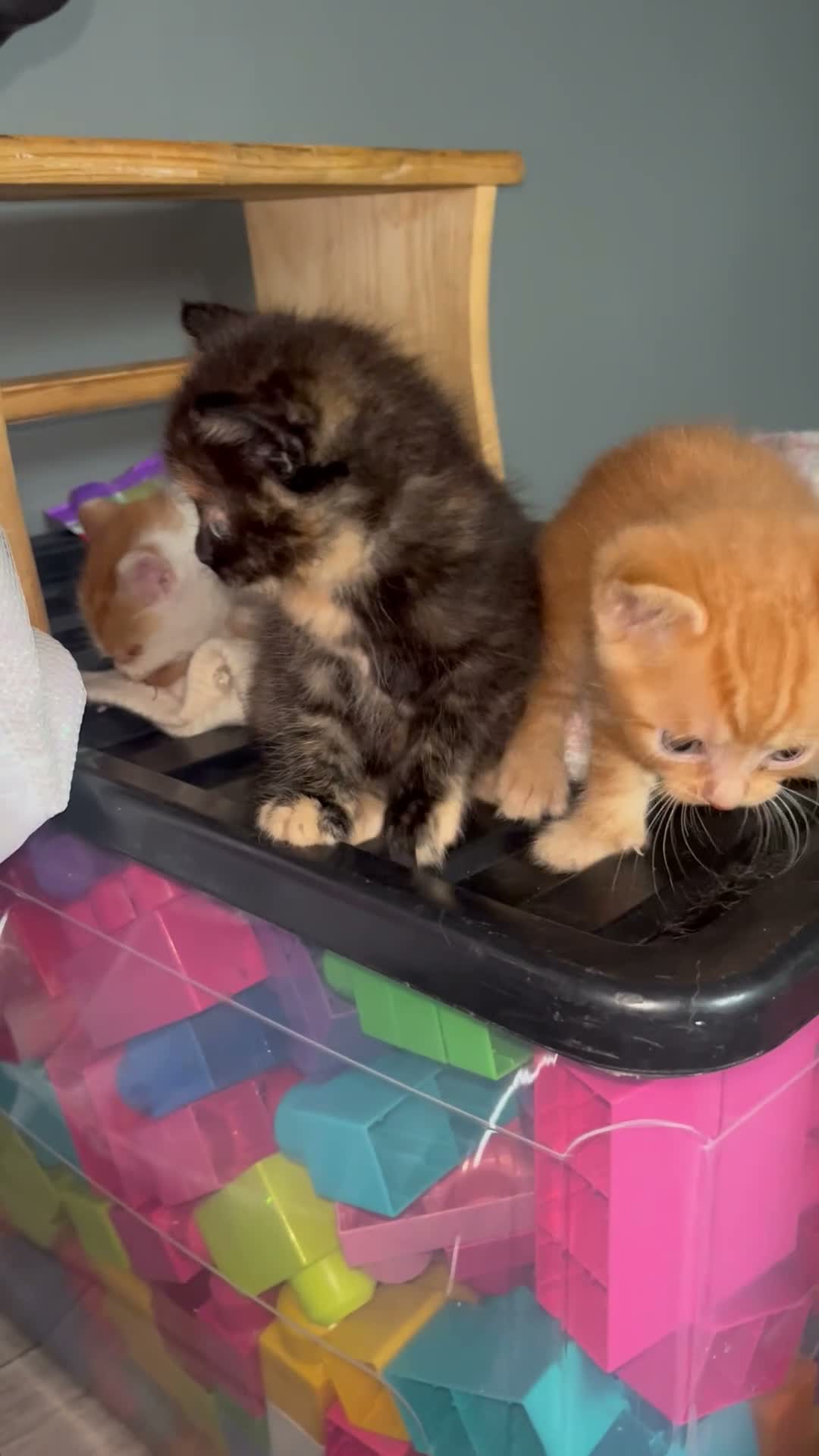 Mixed Breed cats for sale: Long haired ginger females kittens - Video 1