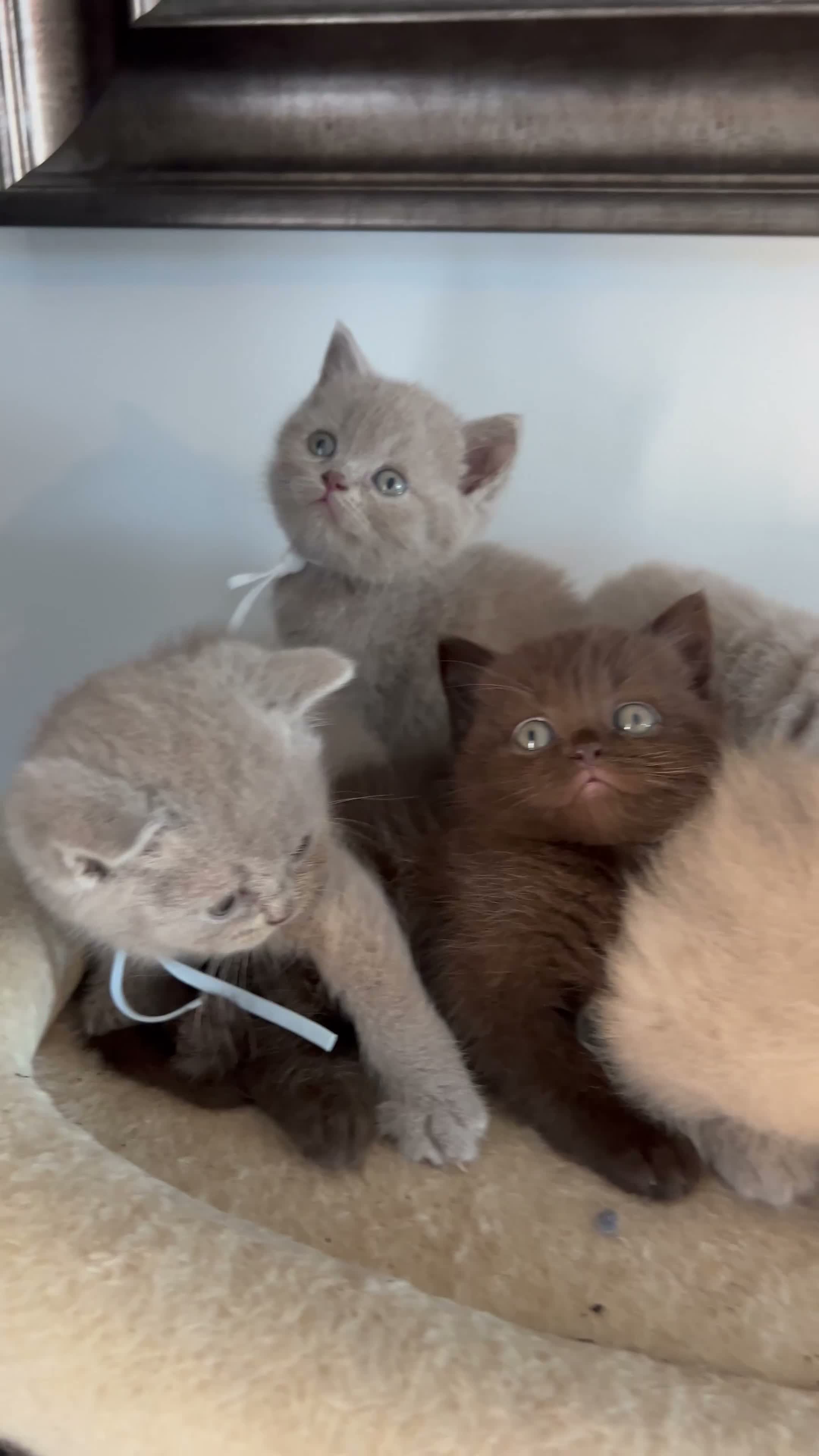 British Shorthair cats for sale: BSH and 1Longhair kittens - Video 1