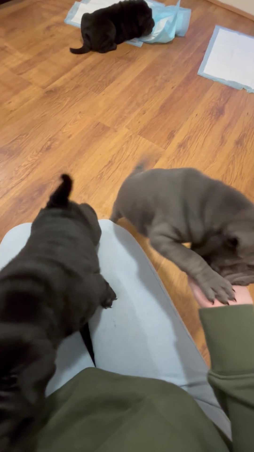 Shar Pei dogs for sale: Healthy Shar Pei puppies - Video 2