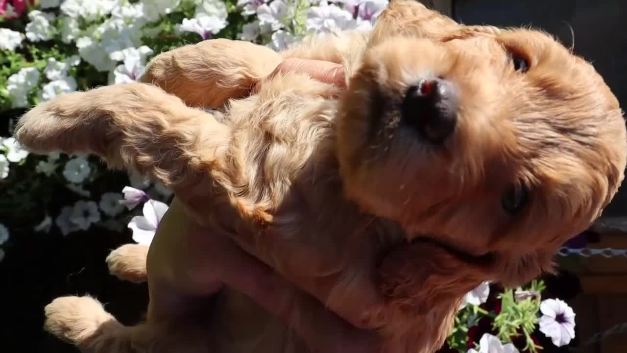 Cockapoo dogs for sale: Health tested: Champion lines  F1 puppies  - Video 4