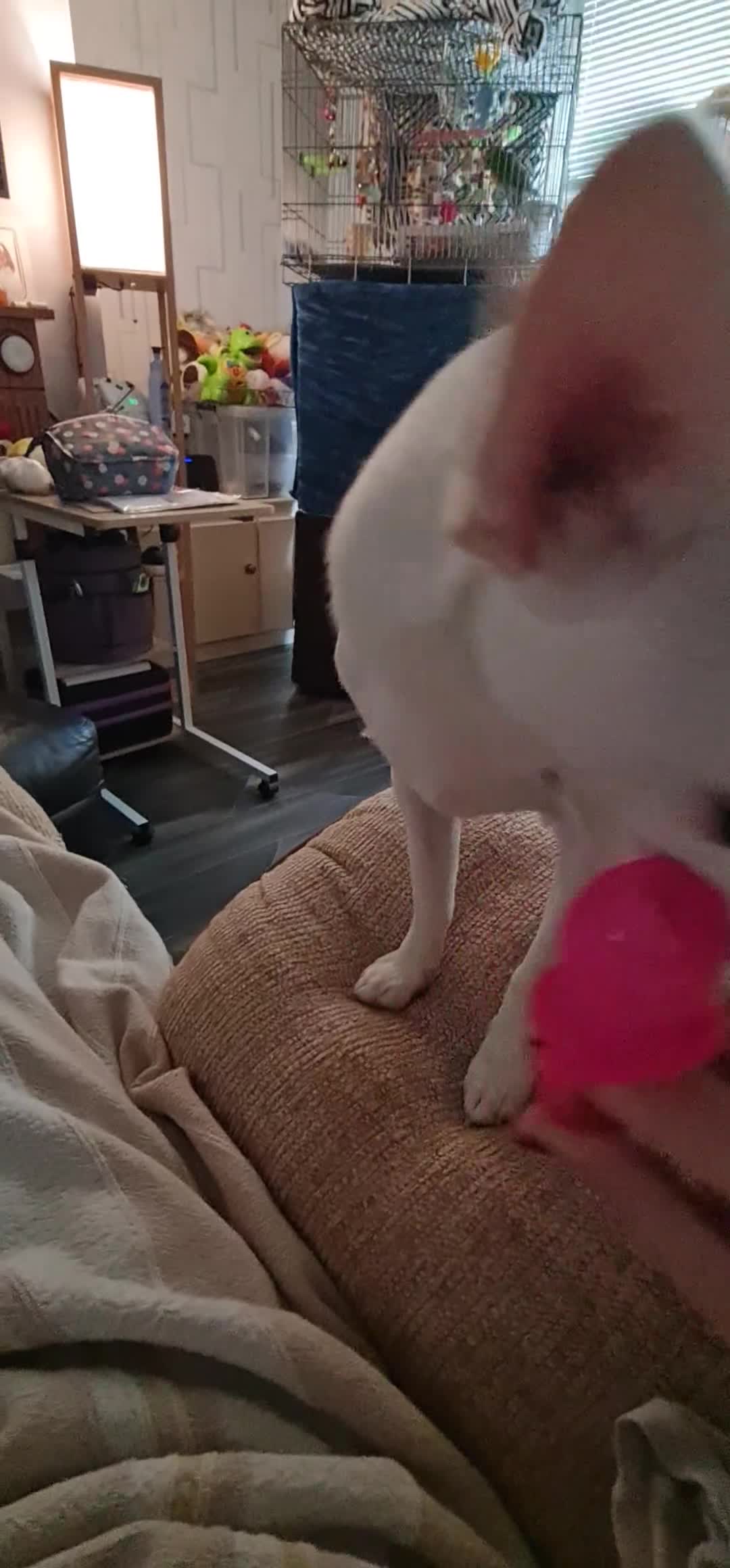 Chihuahua dogs for sale: Rehoming with VERY heavy Heart - Video 1